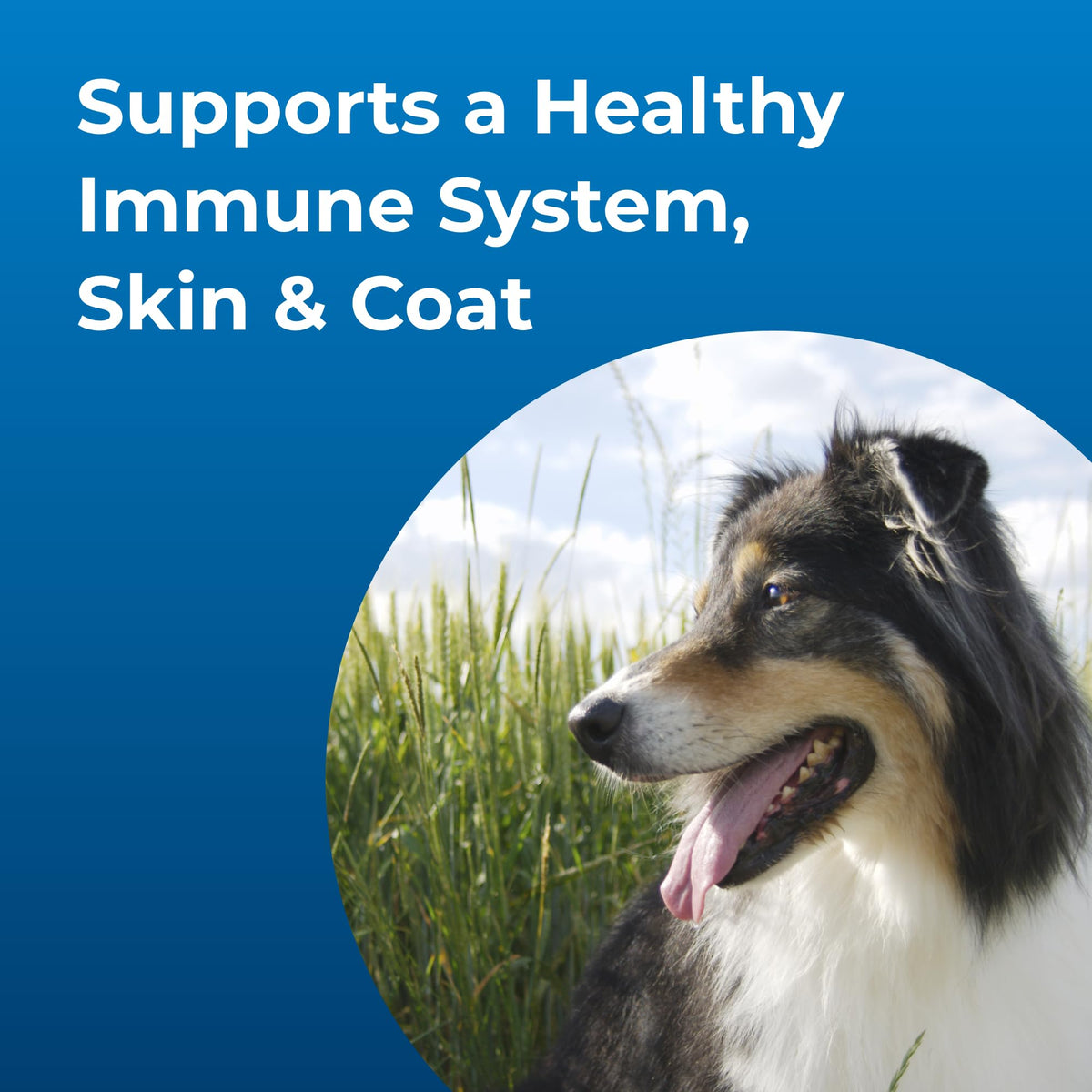 High Calorie Liquid Nutritional Supplement for Dogs & Puppies 32 oz F354