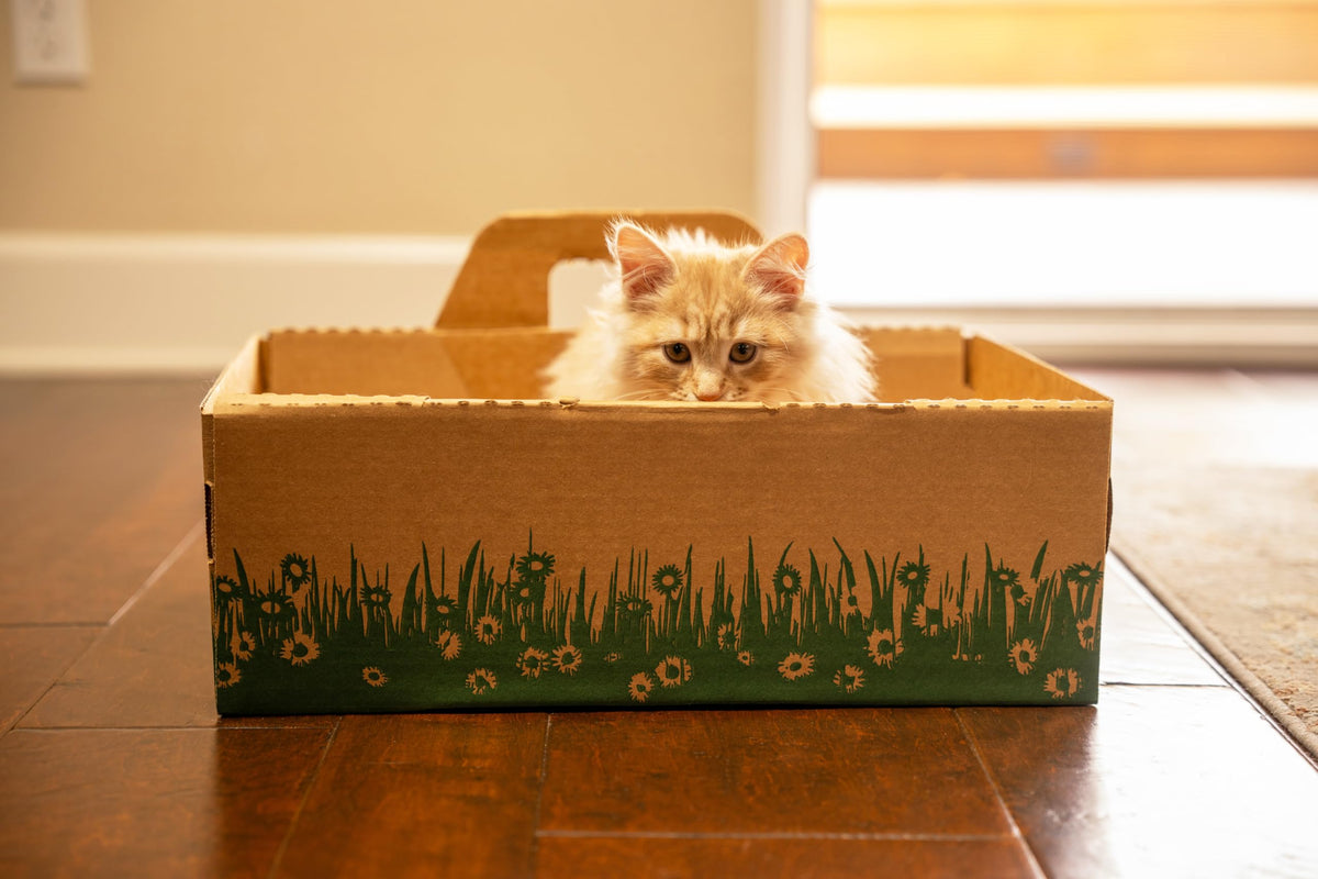 Biodegradable Disposable Litter Boxes 8-Pack D31322
